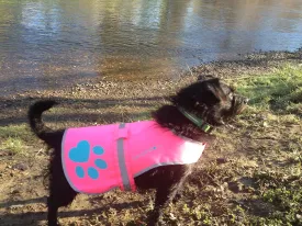 Dog Reflective Vest  Multiple Color Options with Hi-Vis Fluorescent Visibility Helping to Safeguard Your Pet On/Off Leash in Urban & Rural Areas.